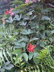 Coccinea