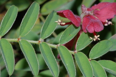 Indigofera gobensis
