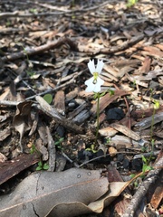 Stylidium calcaratum