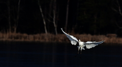 Ardea alba