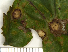 Callirhytis quercusfutilis