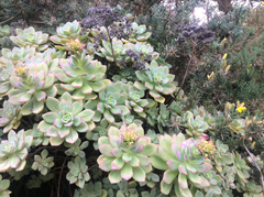 Aeonium haworthii