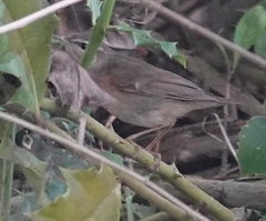 Phylloscopus fuscatus