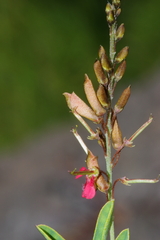 Indigofera rostrata