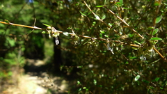 Coprosma propinqua