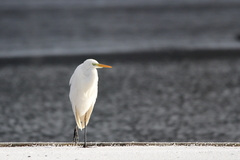 Ardea alba