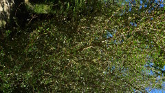 Coprosma propinqua