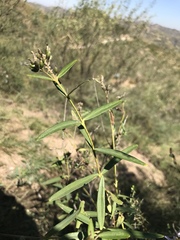 Wikstroemia chamaedaphne