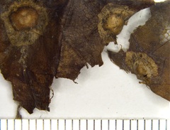 Callirhytis quercusfutilis