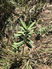 Wikstroemia chamaedaphne