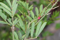 Indigofera rostrata