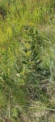 Searsia discolor