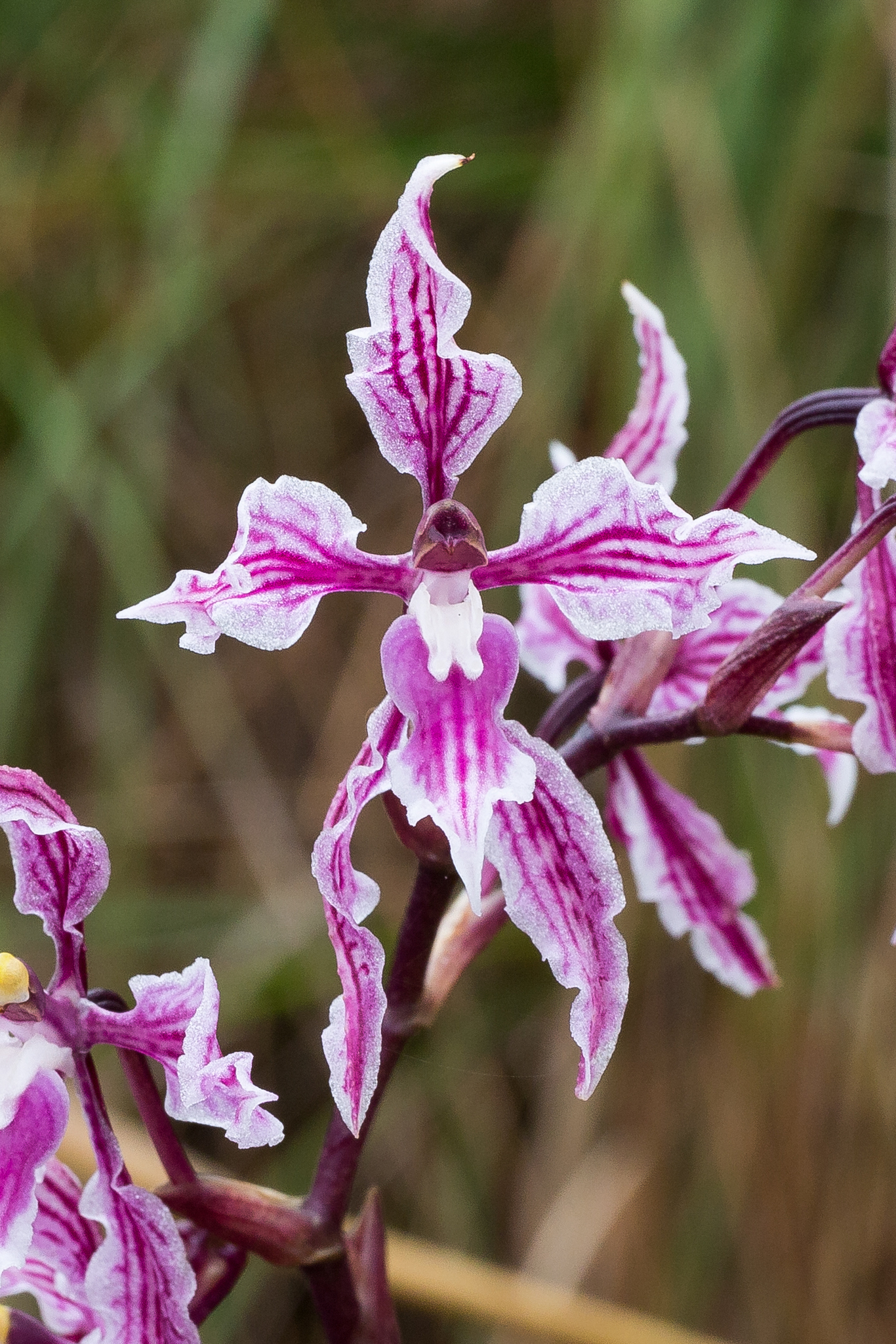 Cyrtochilum alboroseum (Dalström) Dalström