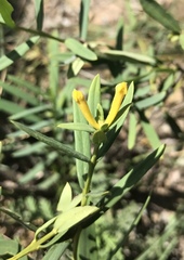Wikstroemia chamaedaphne