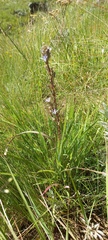 Wahlenbergia huttonii