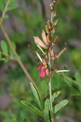 Indigofera rostrata