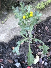 Senecio vulgaris