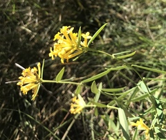 Wikstroemia chamaedaphne