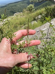Indigofera rostrata