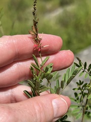 Indigofera rostrata