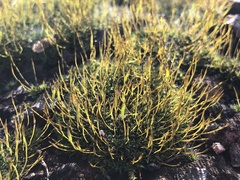 Tortula muralis muralis