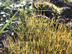 Tortula muralis muralis