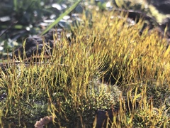 Tortula muralis muralis