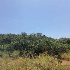 Sclerocroton integerrimus