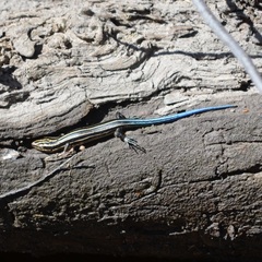 Plestiodon