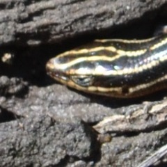 Plestiodon