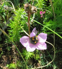 Drosera pauciflora