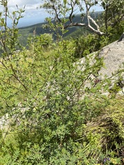 Indigofera rostrata