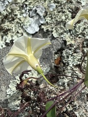 Ipomoea obscura
