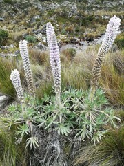 Lupinus weberbaueri