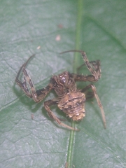 Verrucosa