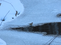 Carduelis carduelis
