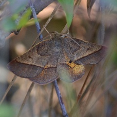 Metarranthis obfirmaria