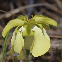 Sarracenia alata