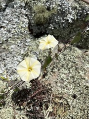 Ipomoea obscura
