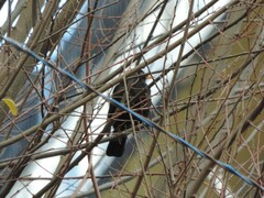 Turdus merula