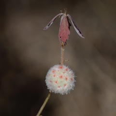Callirhytis seminator