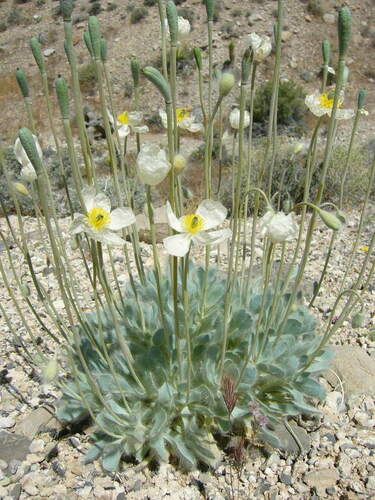 Desert bearpoppy (Arctomecon merriamii)