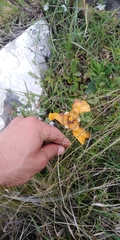 Cypella fucata