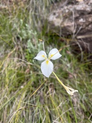 Moraea albicuspa
