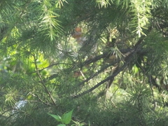 Emberiza spodocephala