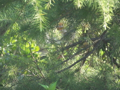 Emberiza spodocephala
