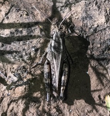 Calliptamus abbreviatus