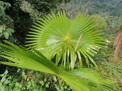 Coryphoideae