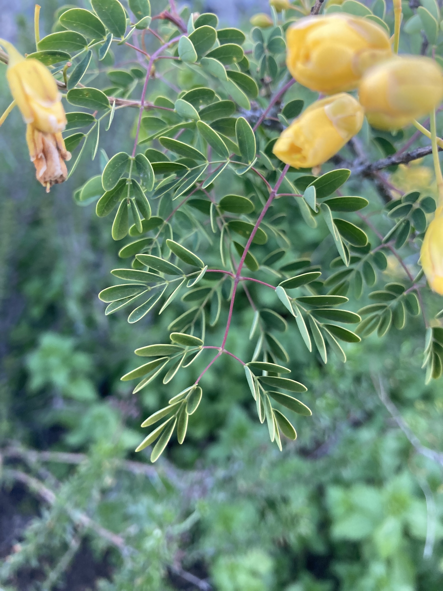 Erythrostemon mexicanus (Rose) Gagnon & G.P.Lewis