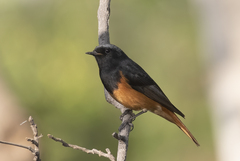 Phoenicurus frontalis